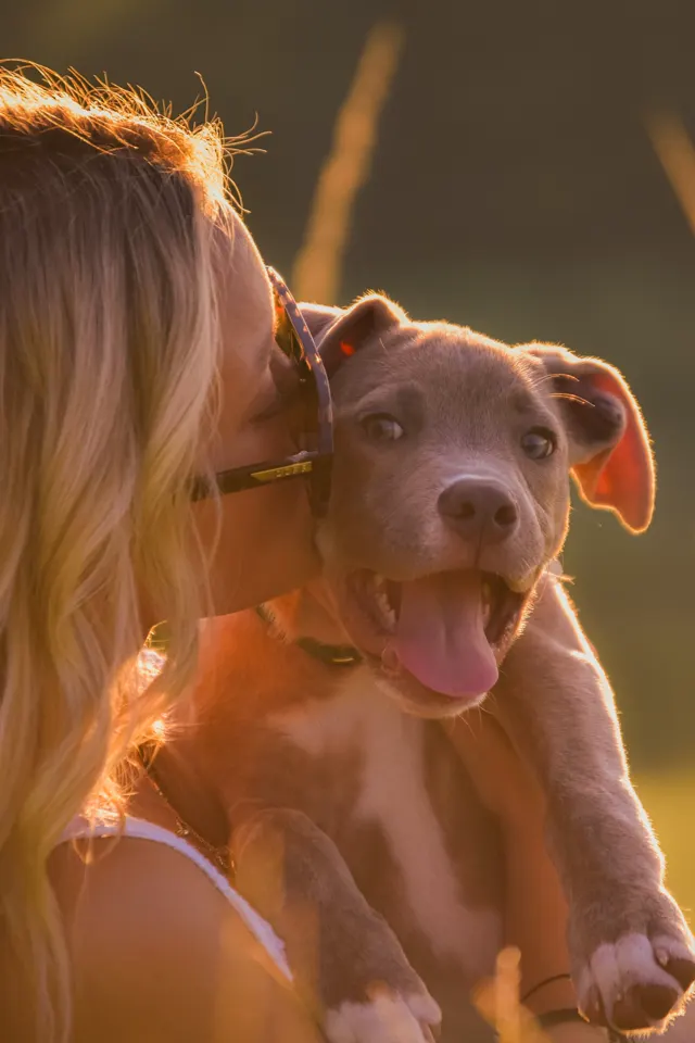 Puppy giving kisses in the golden grass